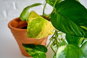 Houseplant with yellowing leaves
