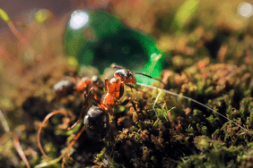 close up of ant crawling on moss