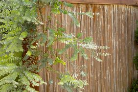 Eucalyptus tree near wooden fence