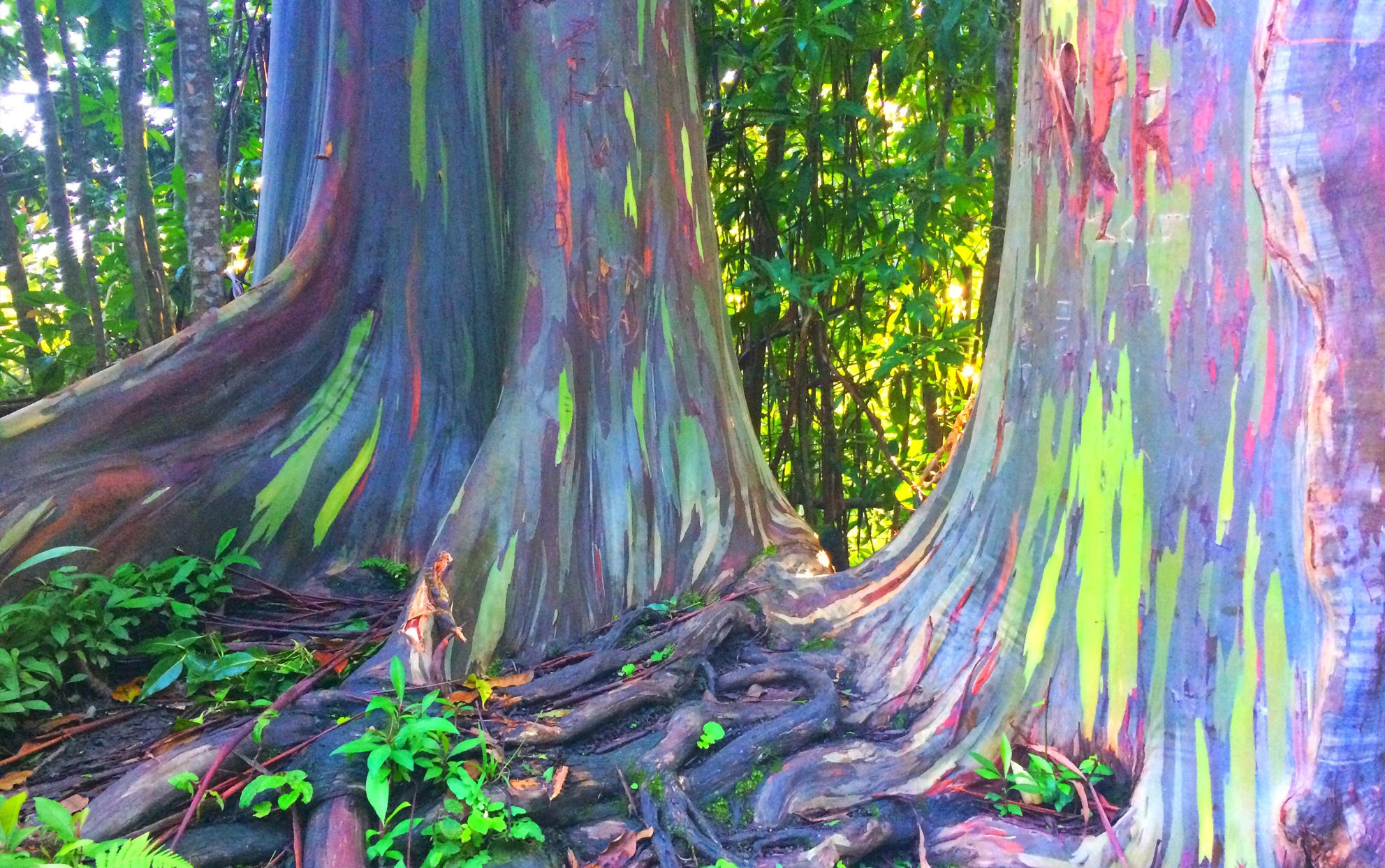 Rainbow eucalyptus tree