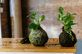 two kokedamas on wood counter