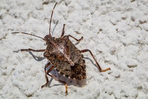 Brown marmorated stink bug crawling on wall