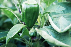 Pepper plant with curling leaves