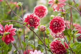A cluster of fresh blooming dahlias outdoors in a garden setting, surrounded by green foliage and stems
