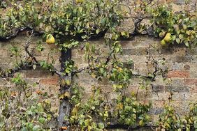 Espalier Pear Tree