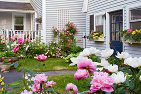 backyard garden filled with perennials flowers