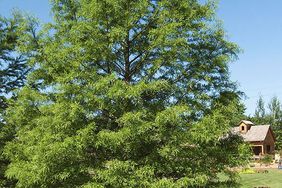 Dawn Redwood Tree