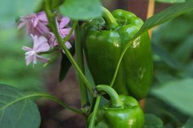 ace-hybrid-pepper-65bdebda