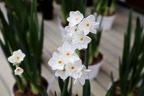 Several paperwhite flowers in pots placed on a striped surface