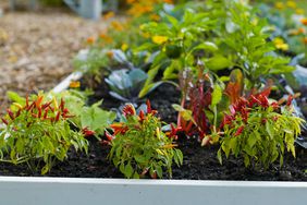 Three pepper plants growing in a raised bed