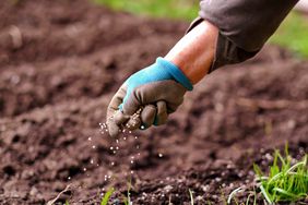 Hand with a glove spreading fertilizer