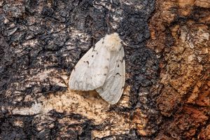 invasive spongy moth on tree trunk