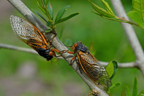two periodical cicadas on tree branch